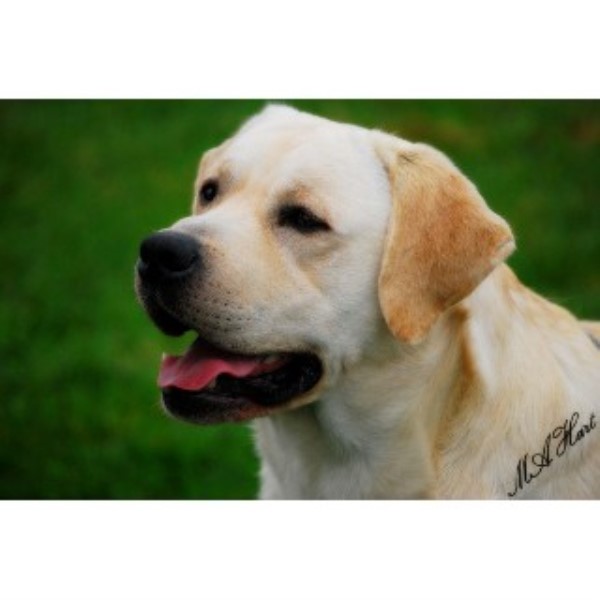 Labrador Retriever Stud 21656