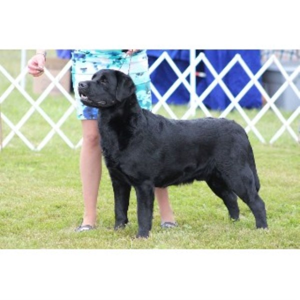 Dog Boarding Kennels For Sale Norfolk Dog Boarding Kennels For Sale Norfolk