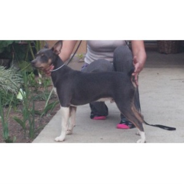 Rat Terrier Stud 22391