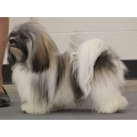 Camelot Kennel Havanese breeder