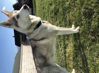 Destyne - Siberian Husky Breeder Siberian Husky breeder