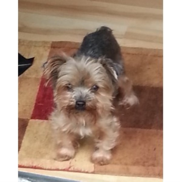 Yorkies By Raven, Yorkshire Terrier Breeder in London, Kentucky