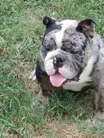 MGM RARE ENGLISH BULLDOGS