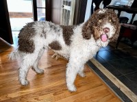 Stephanie Simpson - Goldendoodle Stud