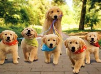 Robin W. Choate - Golden Retriever Breeder Golden Retriever breeder