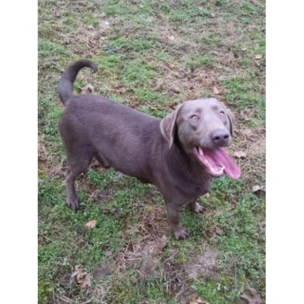 ALDERMAN'S LABRADORS, Labrador Retriever Stud in Dana ...