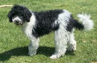 Goldendoodle thumbnail