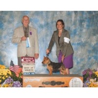 Norwich Terrier thumbnail