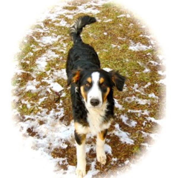 English Shepherd Breeder 22513