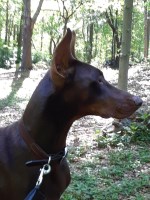Sherri Drew - Doberman Pinscher Stud