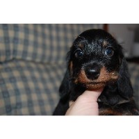 Annie's Doxie Haus Dachshund breeder