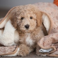 Luvadoodle Labradoodle breeder