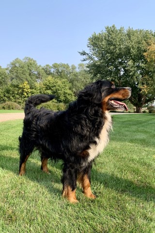 Bernese Mountain Dog Stud 28474