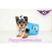 Puppy Heaven Yorkshire Terrier breeder