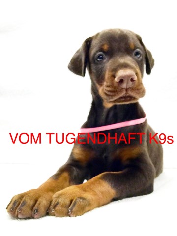 Doberman Pinscher Breeder 25491