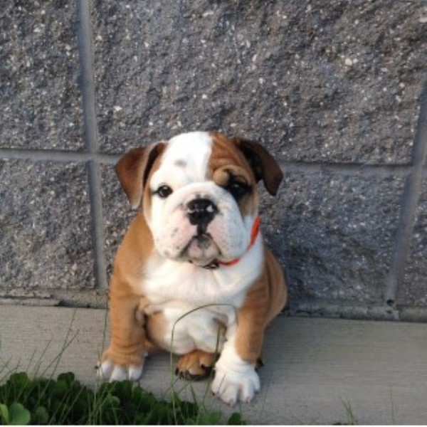 Top Dog Kennels, English Bulldog Breeder in Granite Falls