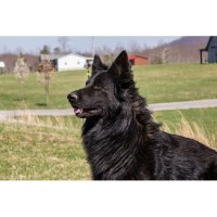 Christians Guardian Shepherds German Shepherd Dog breeder