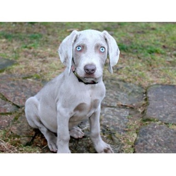 Wilson Creek Weims, Weimaraner Breeder in Princeton, Kentucky