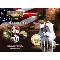 Excalibur Kennels Dogo Argentino breeder