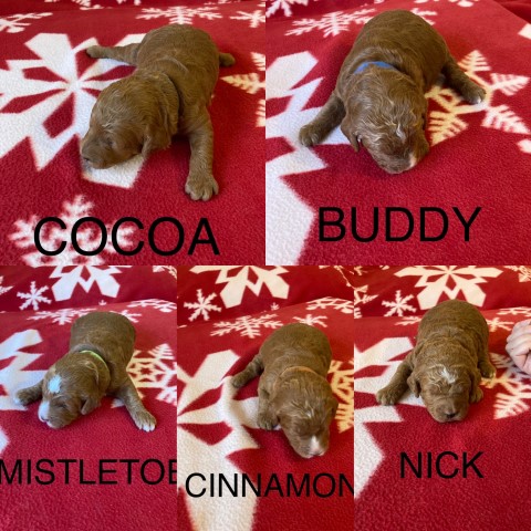 J&J Micro Goldendoodles