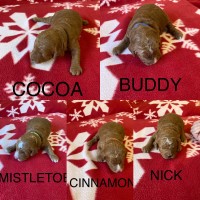 J&J Micro Goldendoodles Goldendoodle breeder