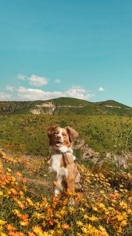 Australian Shepherd Dog Stud 31367