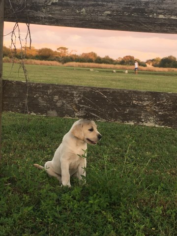 Der Dutch Woman Pups