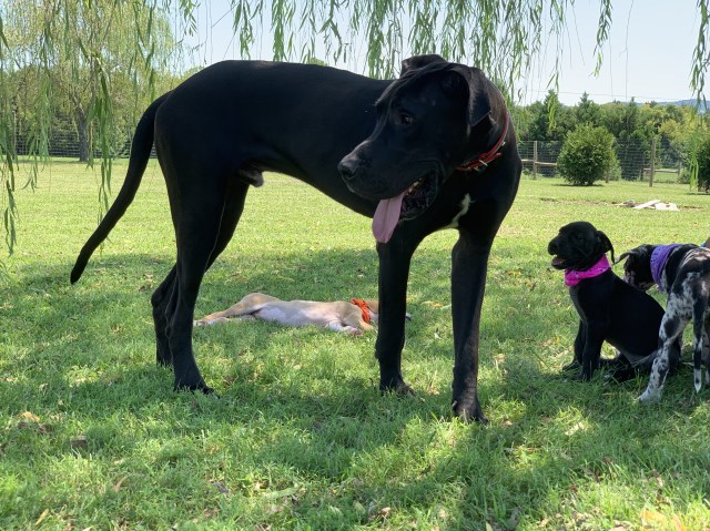 Great Dane Breeder 27345
