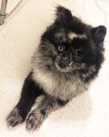 Brittany Hyden - Pomeranian Stud