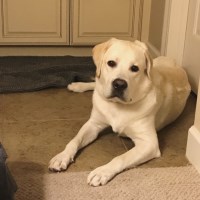 MZ Zhang - Labrador Retriever Stud