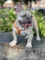 Trevon Jones - French Bulldog Stud
