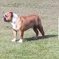 Jessica Boatwright - English Bulldog Stud