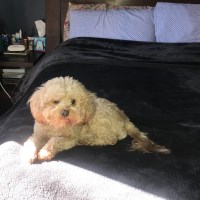 Hero - Goldendoodle Stud