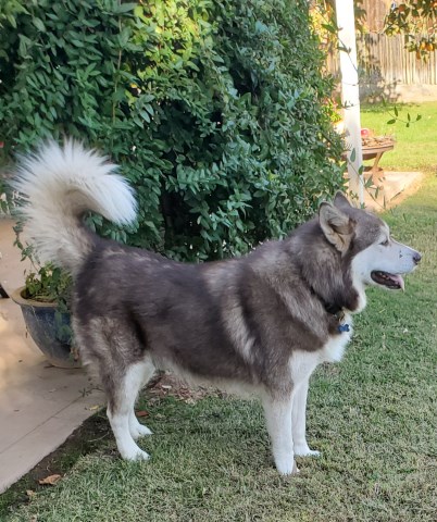 Alaskan Malamute Stud 27740