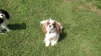 Cavalier Stampede Cavalier King Charles Spaniel breeder