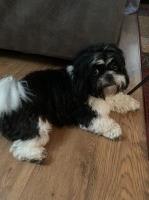 Tina - Shih Tzu Stud