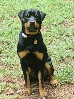 Ben Dooley - Rottweiler Stud