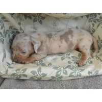 Romero's Cajun Cutie Doxies Dachshund breeder
