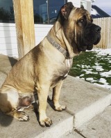 Miguel Aguilar - Cane Corso Stud