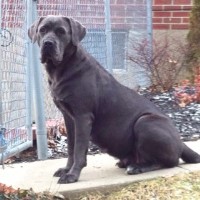 Blueyard Cane Corsos Cane Corso breeder