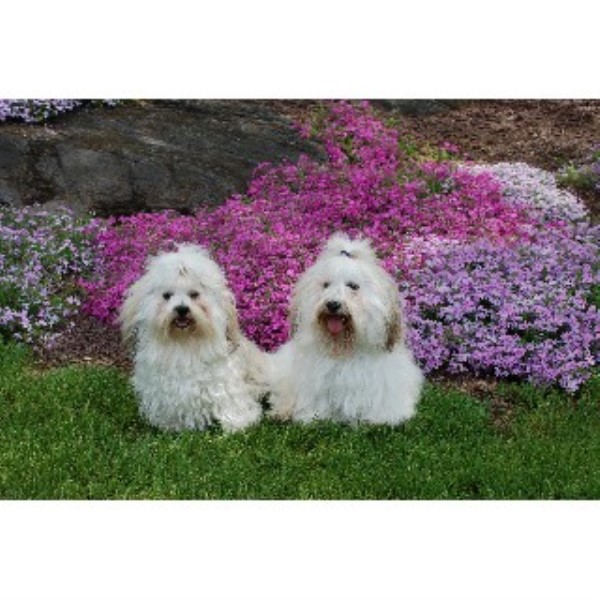 Havanese Breeder 21966