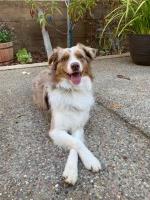 Julie - Australian Shepherd Dog Stud
