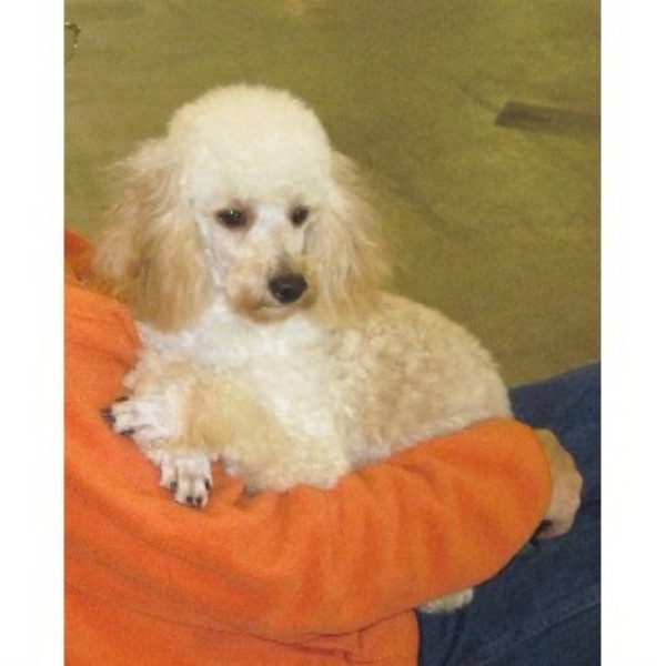 Happy Dog Acres Rescue Happy Dog Acres Rescue