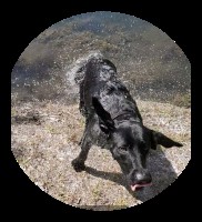 Brad Stephens - Labrador Retriever Stud