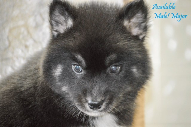 Sweetgum Siberians, Siberian Husky Breeder in Carnesville ...