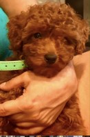 Jen - Poodle Toy Breeder Poodle Toy breeder