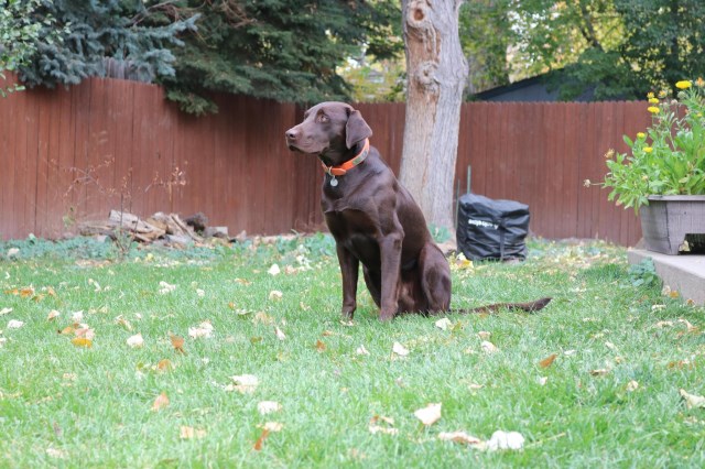 Labrador Retriever Stud 31862