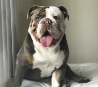 Monroe's House Of Bulldogs English Bulldog breeder