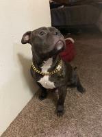 Jonathan and jessica - American Pit Bull Terrier Stud