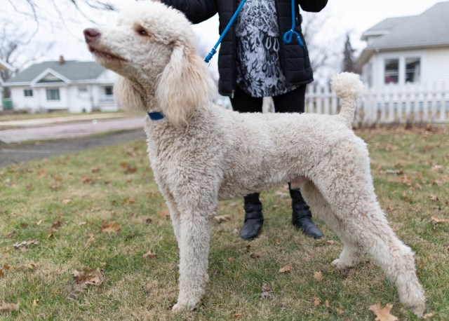 Poodle Standard Stud 26587